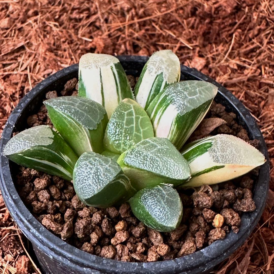 （≧∇≦）多肉植物 ハオルチア コレクタ 錦 ≧∇≦）多肉植物 ハオルチア コレクタ錦