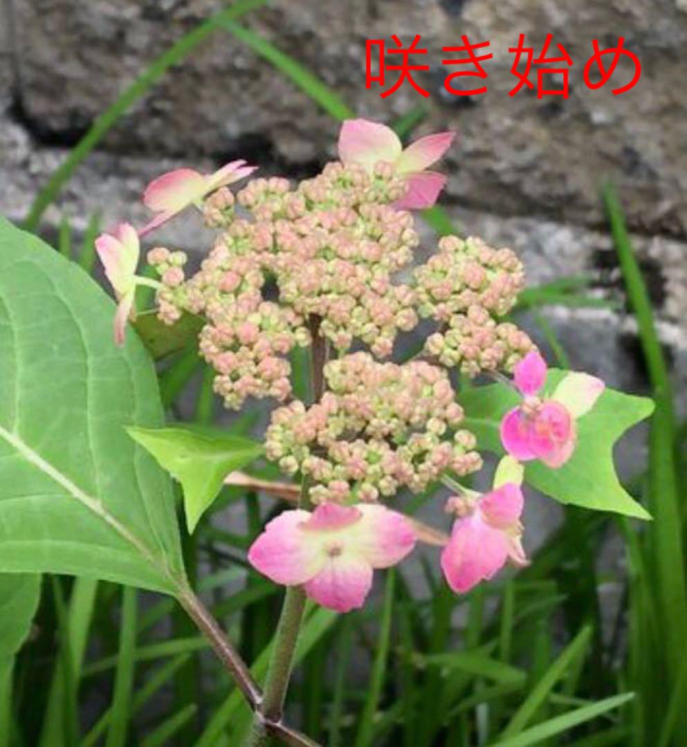 山紫陽花 楊貴妃 挿し木苗 発根済み メルカリ 山紫陽花 楊貴妃 挿し木苗 発根済み メルカリ