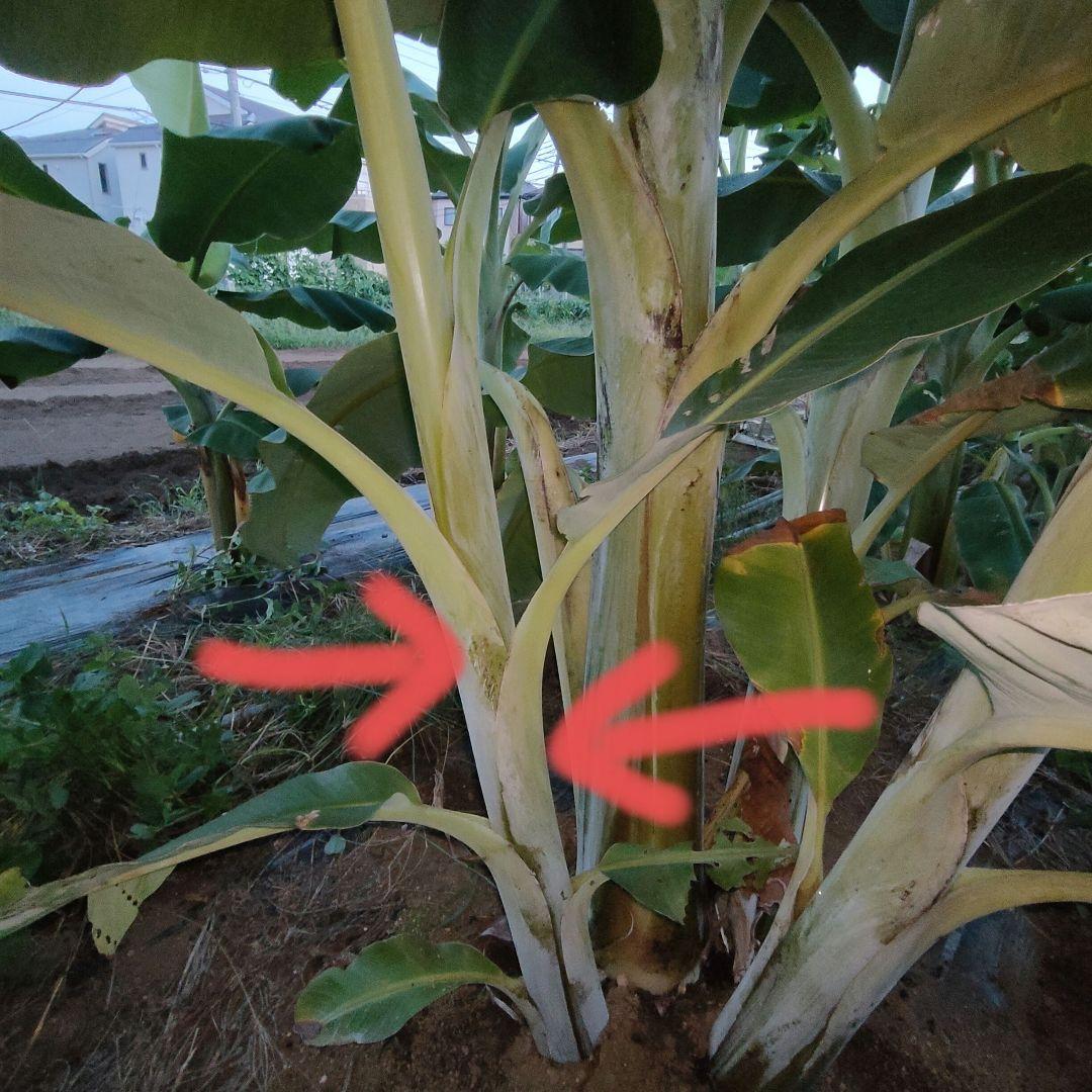 大苗！　カリフォルニアゴールド　バナナ苗　②