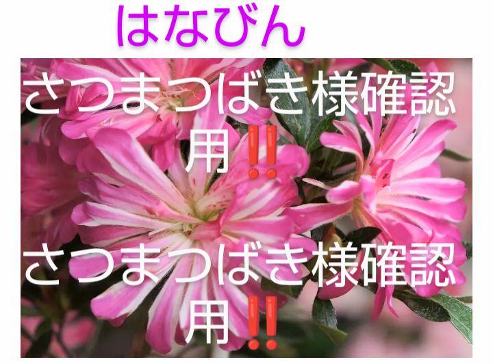 さつまつばき様 用 皐月盆栽 さつき盆栽 サツキ盆栽