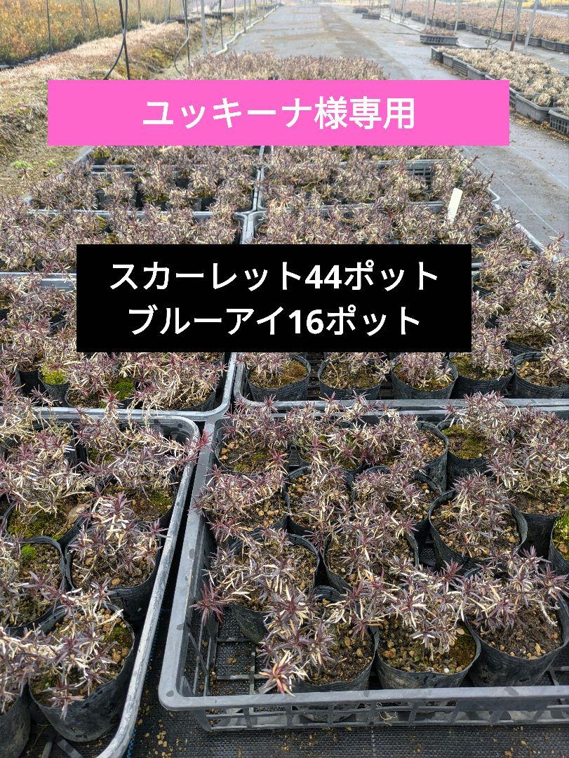 芝桜、合計60ポット、グランドカバー、、シバザクラ、苗、