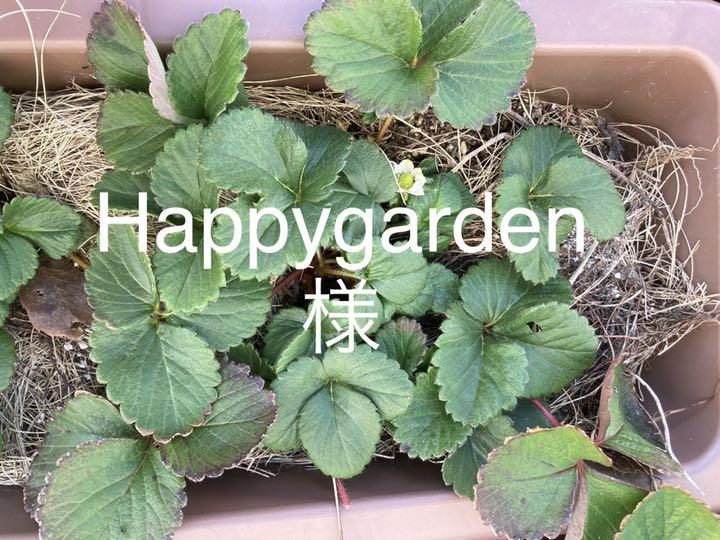イチゴ苗