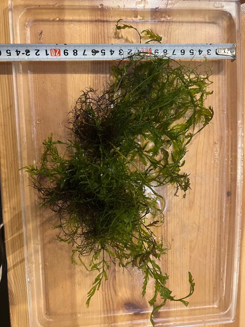 冬様専用 ボルビディス ボルビティス メルカリ