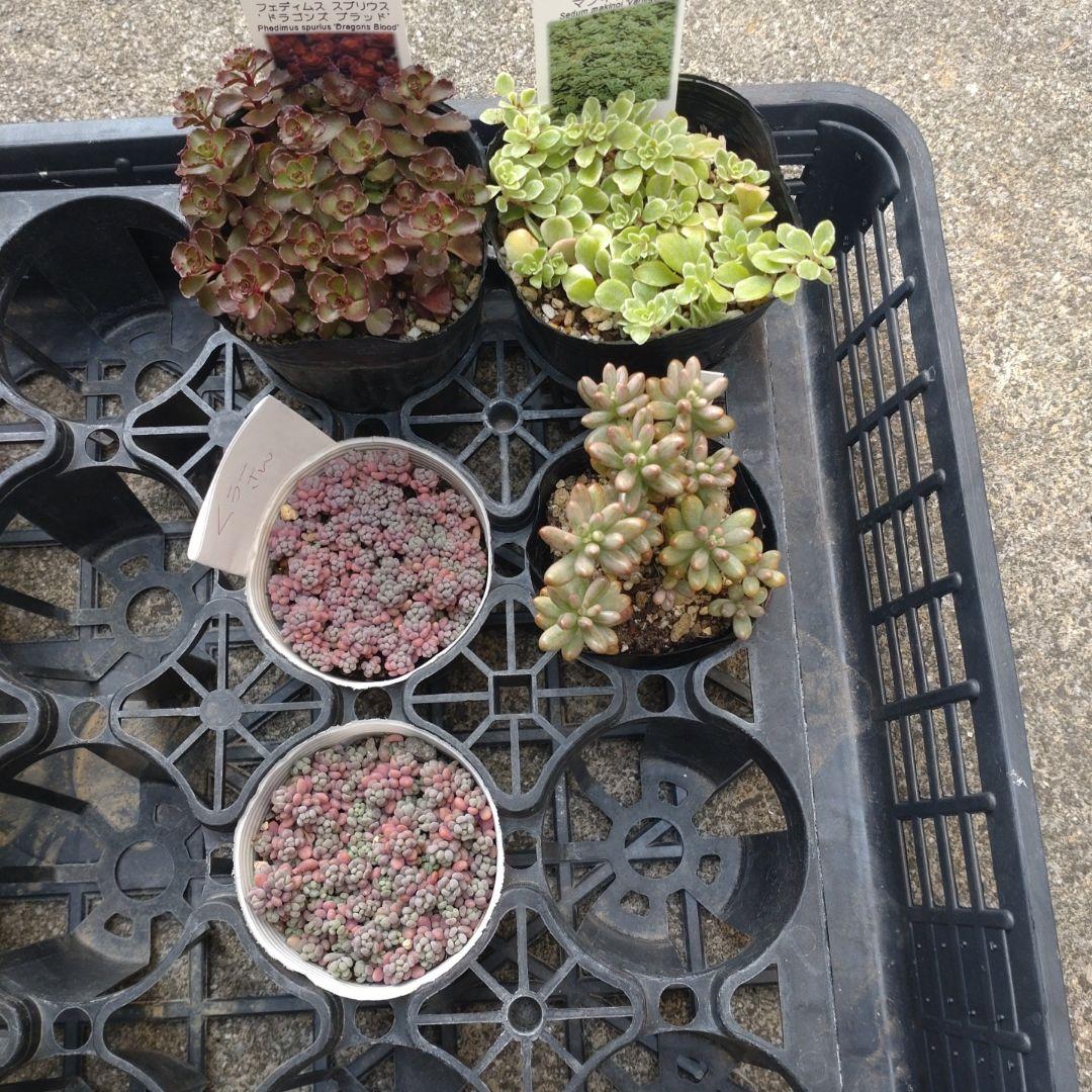 追加あり　くぅーさん専用