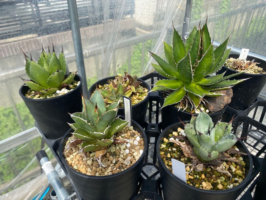 アガベ　5個セット