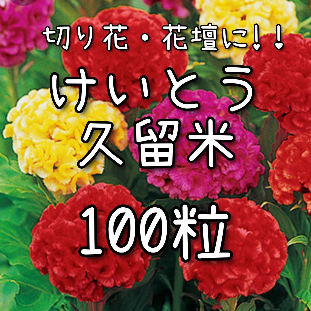 けいとう久留米のタネ 100粒 種子 種 ケイトウ 花 切り花にも メルカリ けいとう久留米のタネ 100粒 種子 種 ケイトウ 花 切り花にも メルカリ