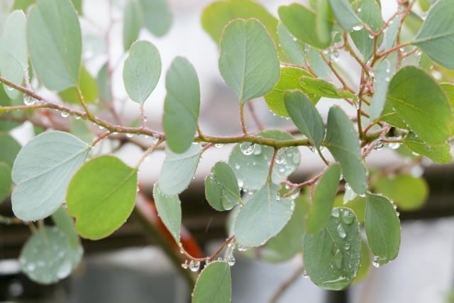 大注目 現品 ユーカリ ポポラス 樹高1 0ｍ 鉢含まず 62 鉢 苗木 鉢植え 植物 観葉植物 Ewfgroup Com