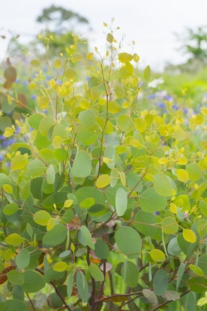 現品 ユーカリ ポポラス 樹高1 0ｍ 鉢含まず 62 鉢 苗木 鉢植え メルカリ