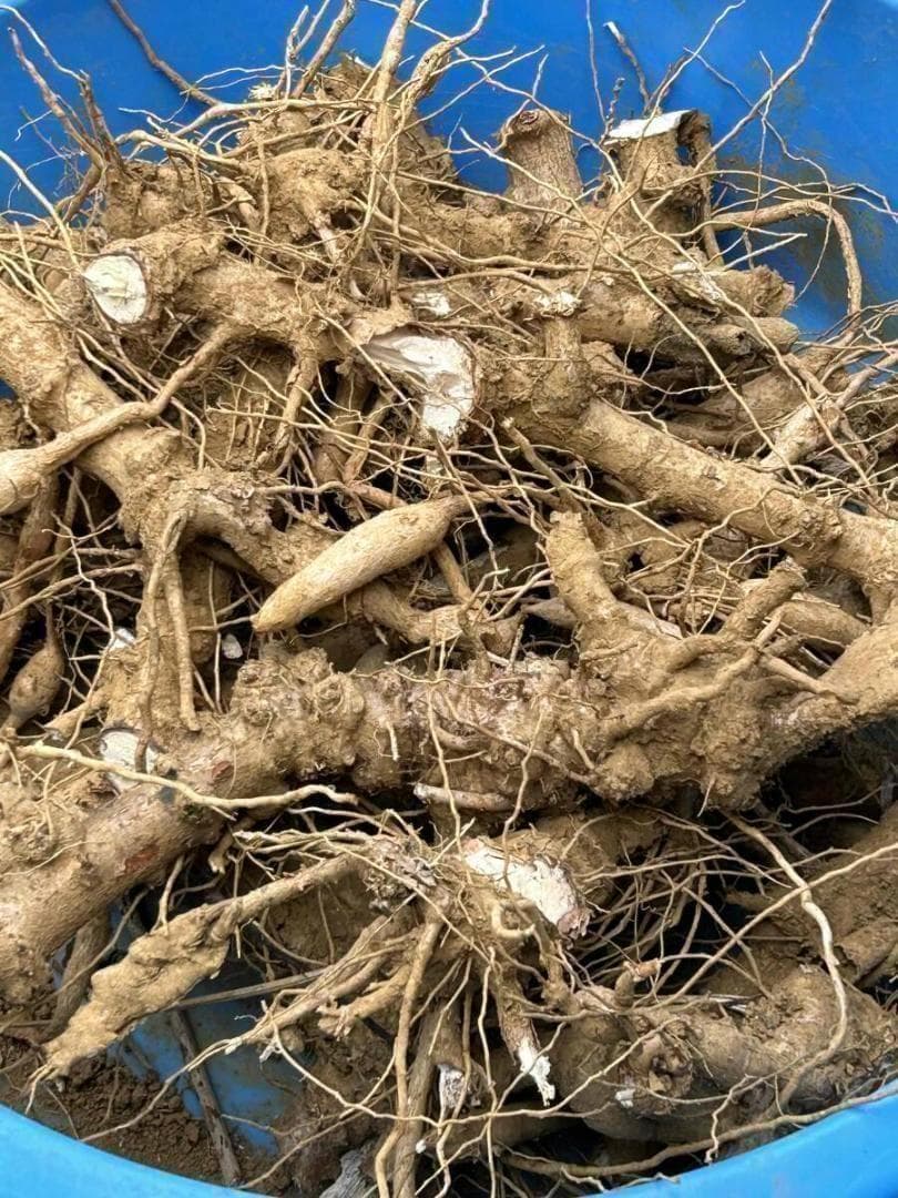 20㎏超の重量=120サイズ箱に満杯◆キャッサバ・挿し木用=枝穂木★ゴールデン種 20㎏超の重量=120サイズ箱に満杯◆キャッサバ・挿し木用=枝穂木★ゴールデン種