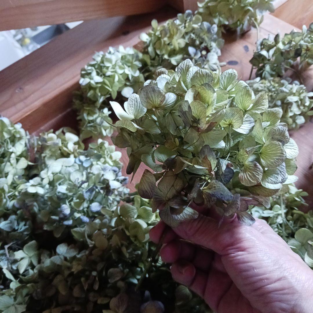 ご確認用　紫陽花のドライフラワー 多色カラー大容量セット