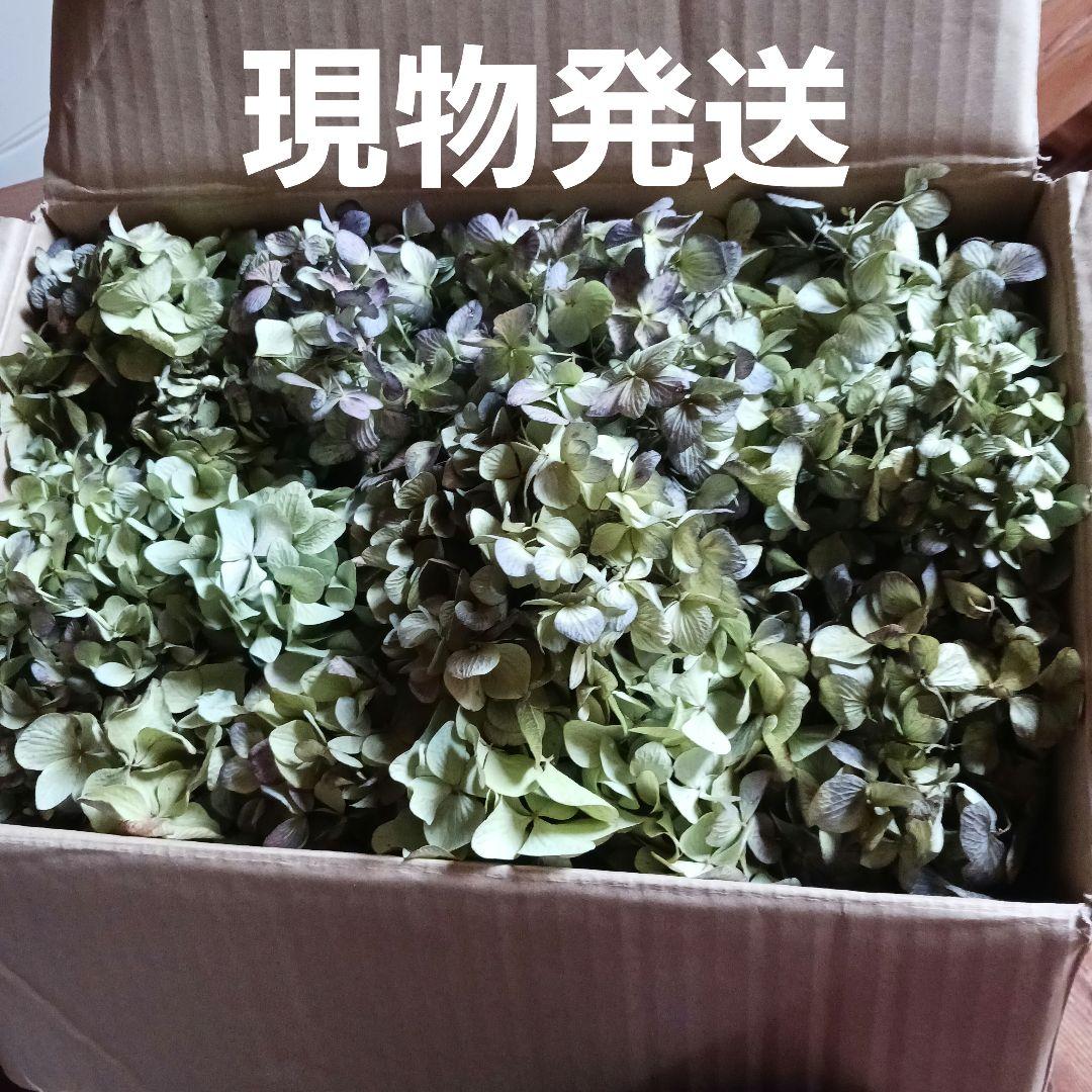 ご確認用　紫陽花のドライフラワー 多色カラー大容量セット
