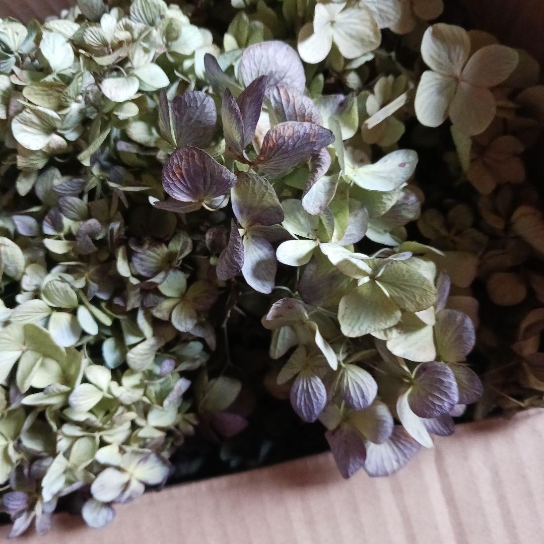 ご確認用　紫陽花のドライフラワー 多色カラー大容量セット