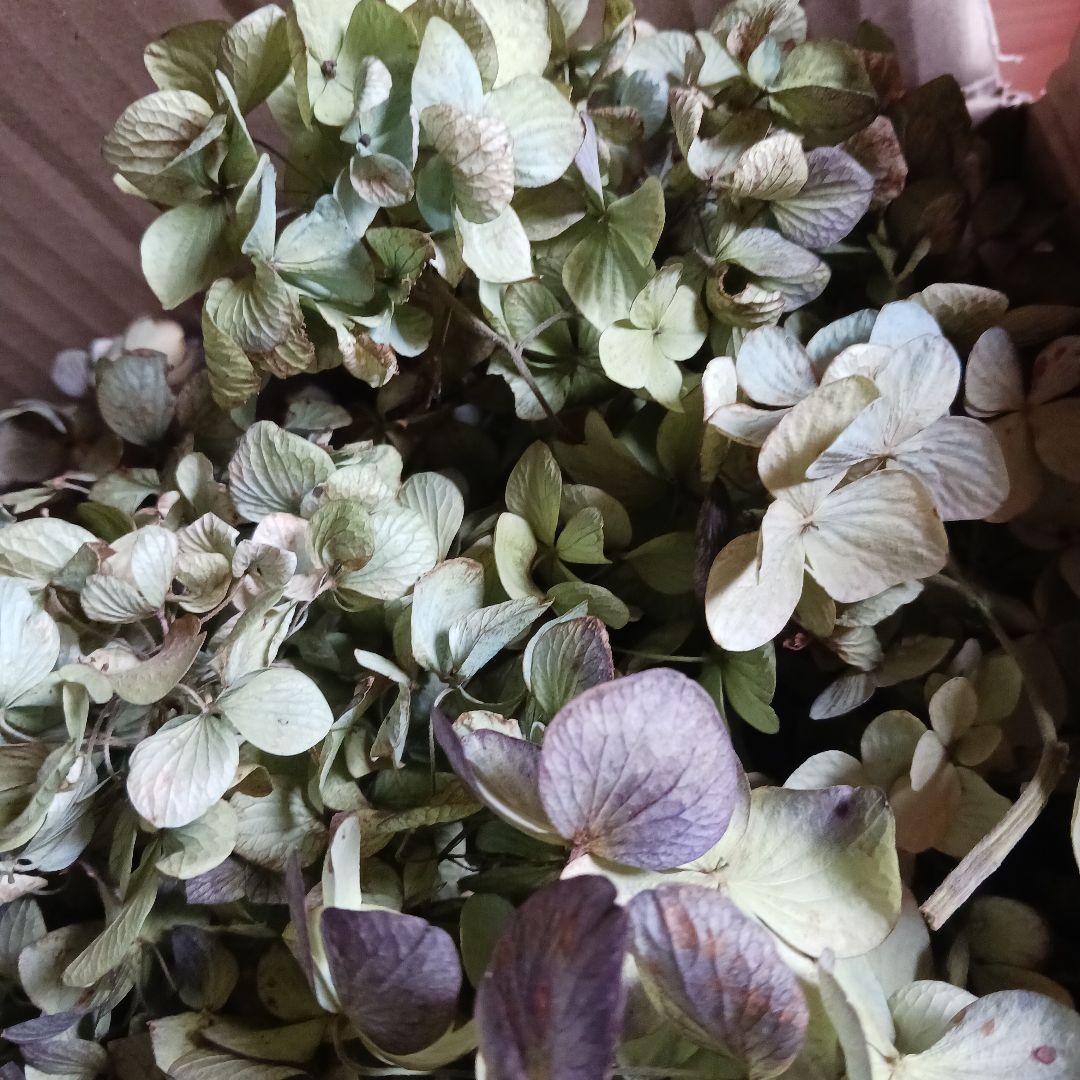 ご確認用　紫陽花のドライフラワー 多色カラー大容量セット