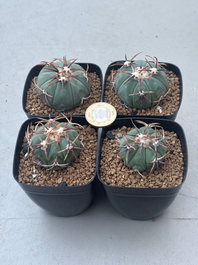 エキノカクタス Echinocactus 雷帝 実生 太平丸サボテン