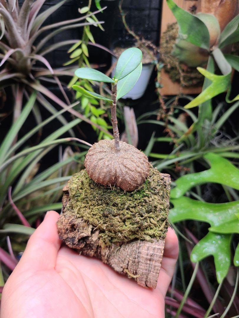 Hydnophytum formicarum (wrinkle tuber)1株