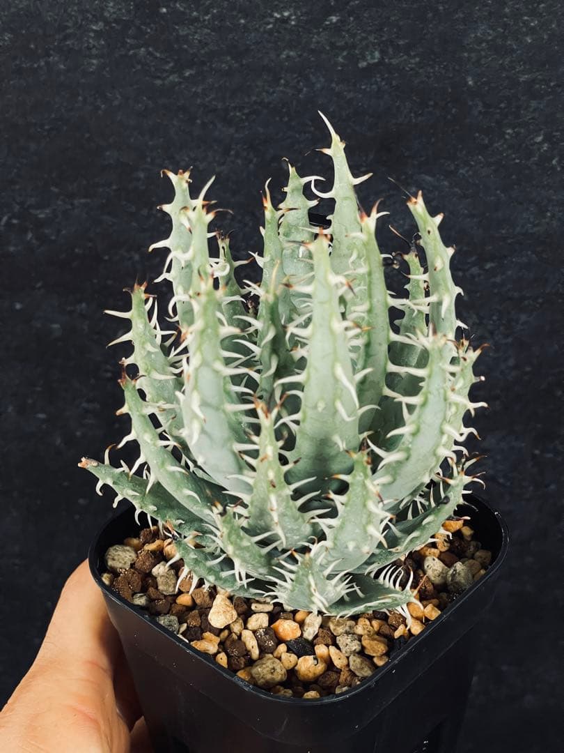 EMP アロエ エリナケア ドワーフ / 美株 AL170