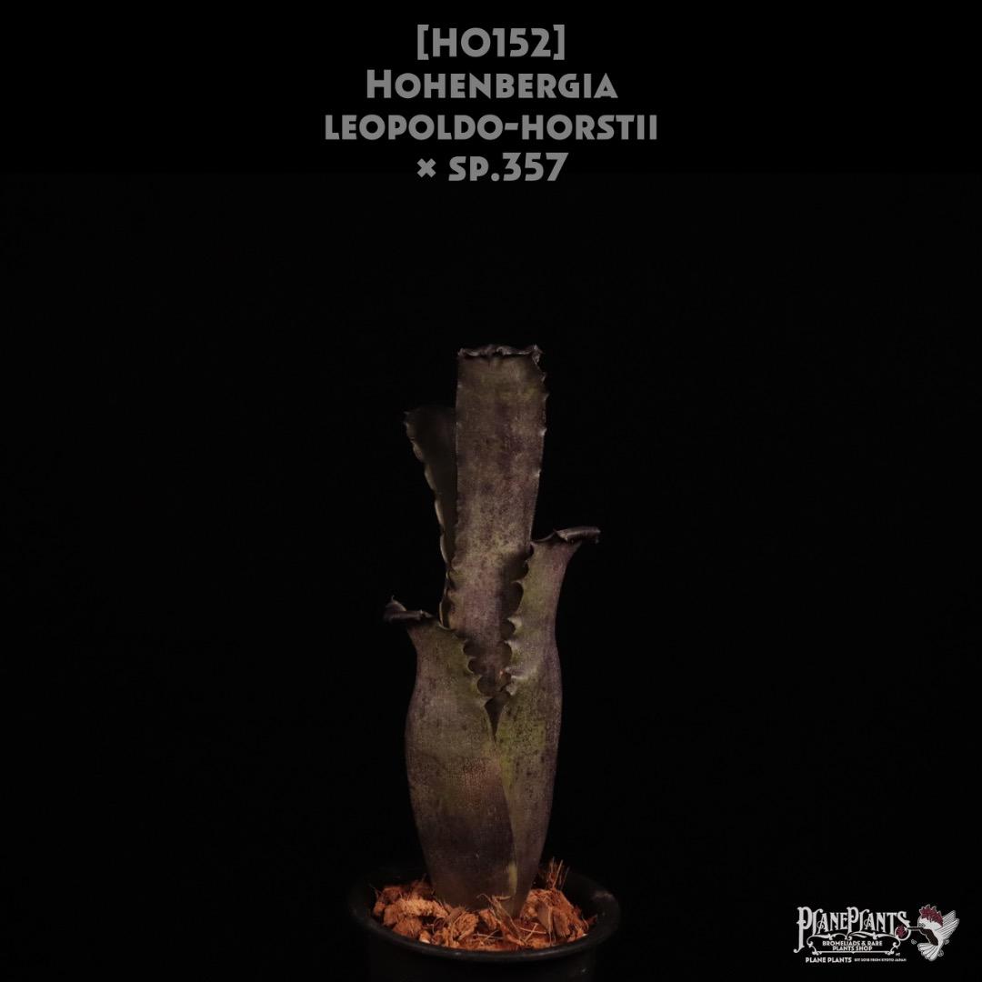 Hohenbergia leopoldo-horstii x sp.357