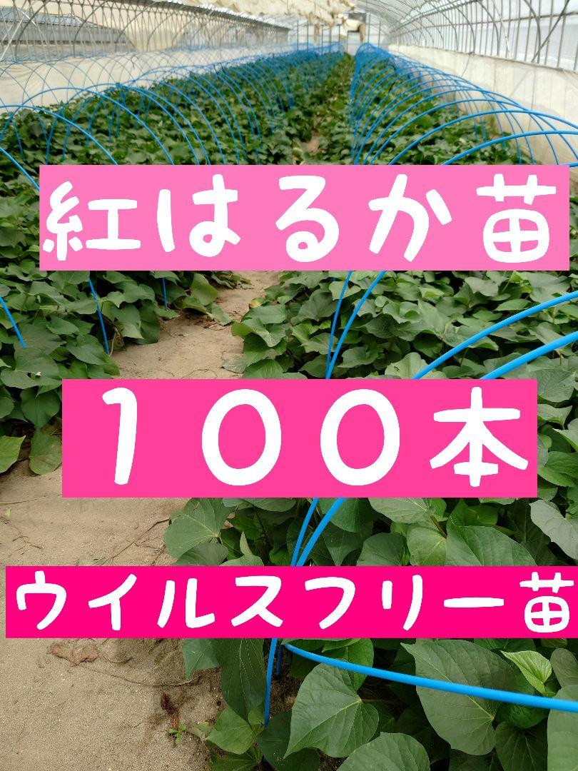 さつまいも苗【紅はるか100本】【今欲しい方のみ】【切り苗】