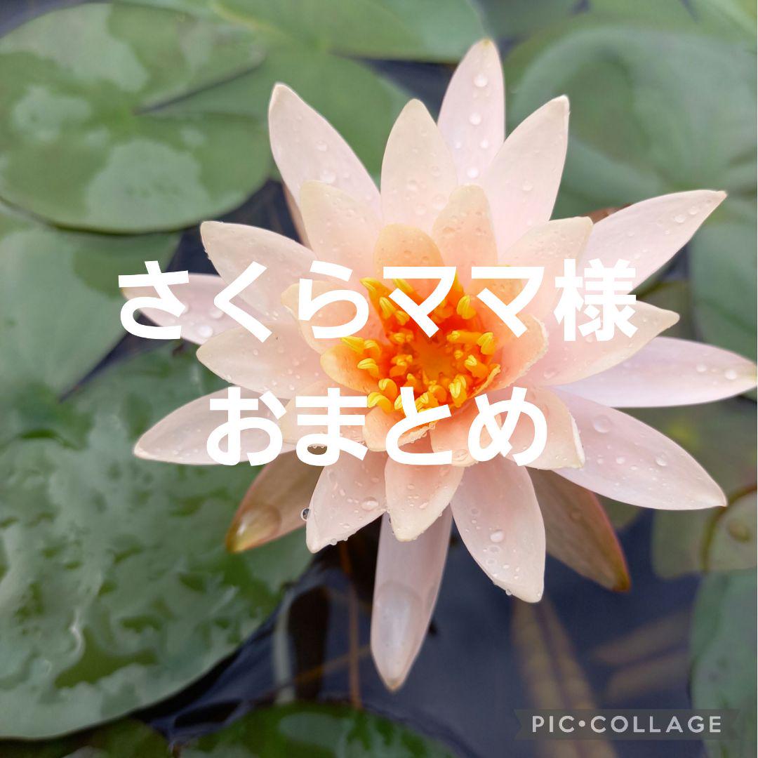 さくらママ様☆おまとめ - メルカリ