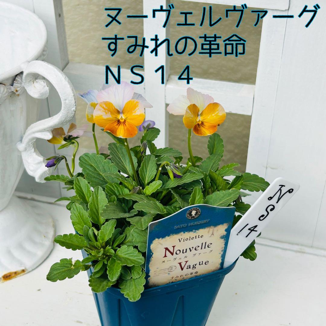 NS14♥ サトウ園芸ヌーヴェルヴァーグ すみれの革命♥超希少♥花苗