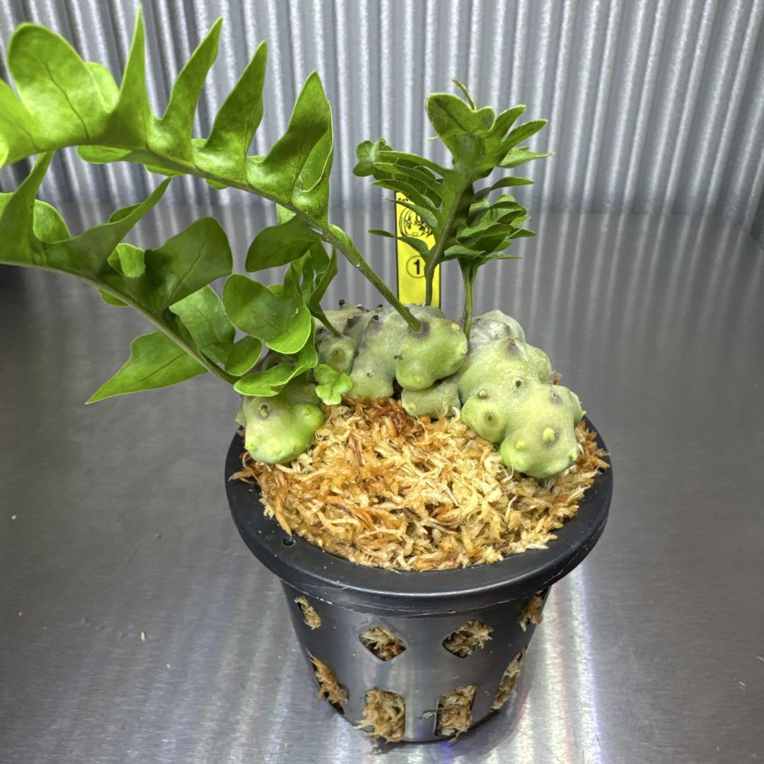 ohana様　ご確認用出品