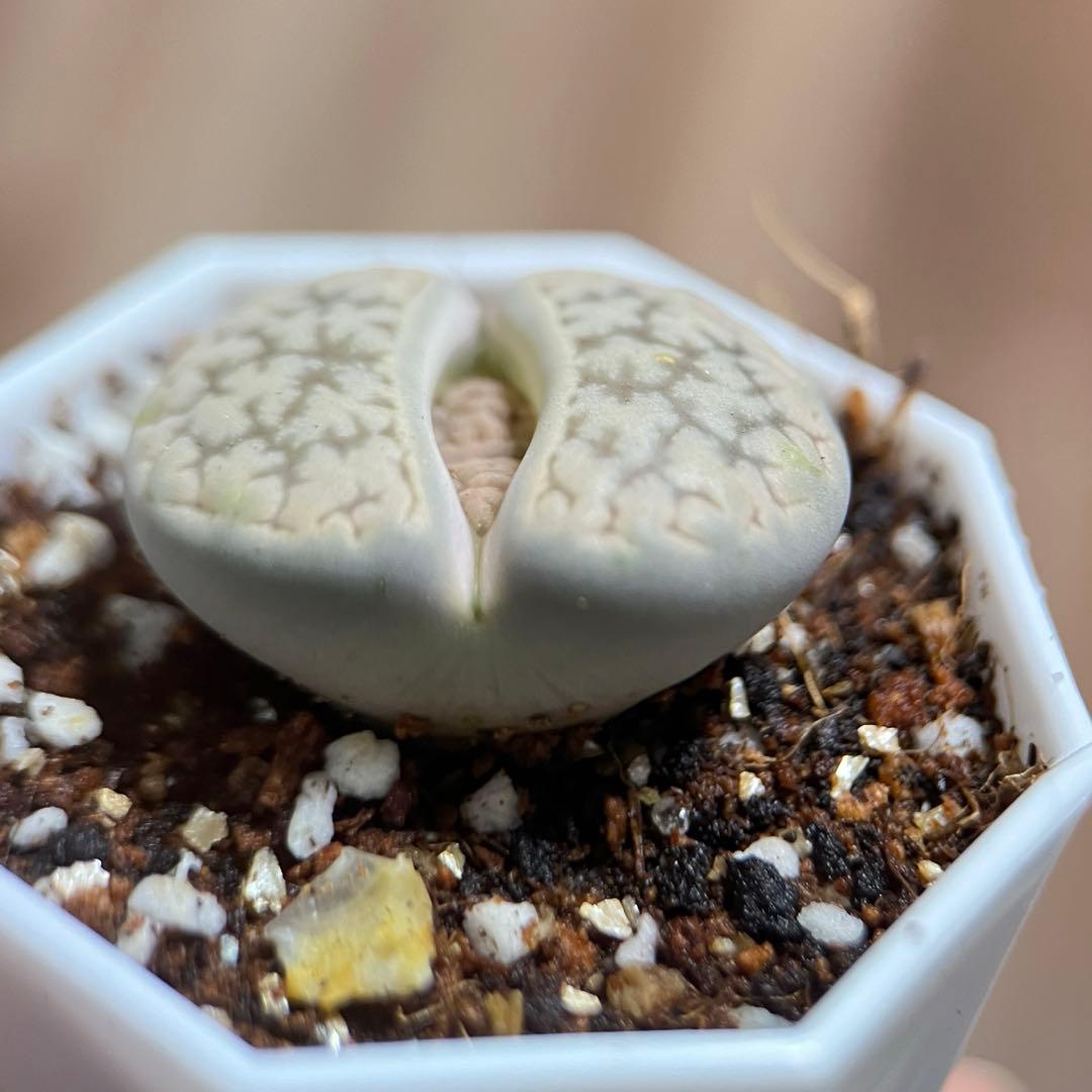 多肉植物 リトープス 白珊瑚玉 鉢のまま - メルカリ 多肉植物 リトープス 白珊瑚玉 鉢のまま - メルカリ