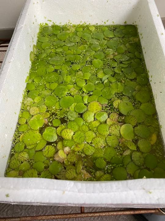 夏場の日よけにも最高 アマゾンフロッグピット5株 無農薬 めだか 金魚 グッピー ベタ 熱帯魚 の産卵 針子稚魚の隠れ家にも効果的 水質浄化効果も期待 5株 Sale 86 Off 夏場の日よけにも最高 アマゾンフロッグピット5株 無農薬 めだか 金魚 グッピー ベタ 熱帯魚 の産卵 針子稚魚の隠れ家にも効果的 水質浄化効果も期待 5株 Sale 86 Off