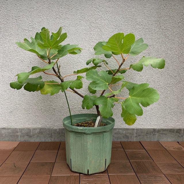 人気新品入荷 イチジク苗木 ビオレソリエス 植物 観葉植物 Gramon Com Py