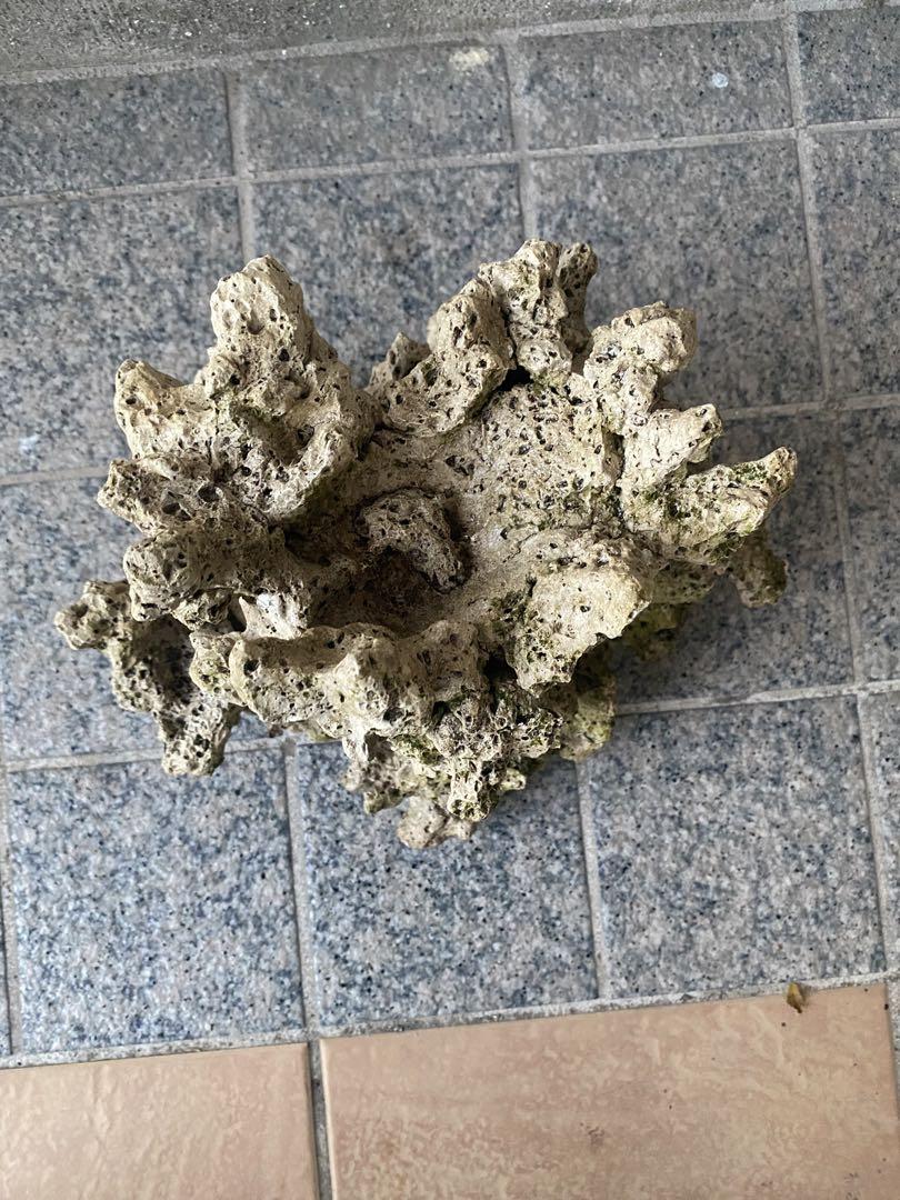 珊瑚　珊瑚礁　デスロック　ライブロック　アクアリウム　海水魚　淡水魚