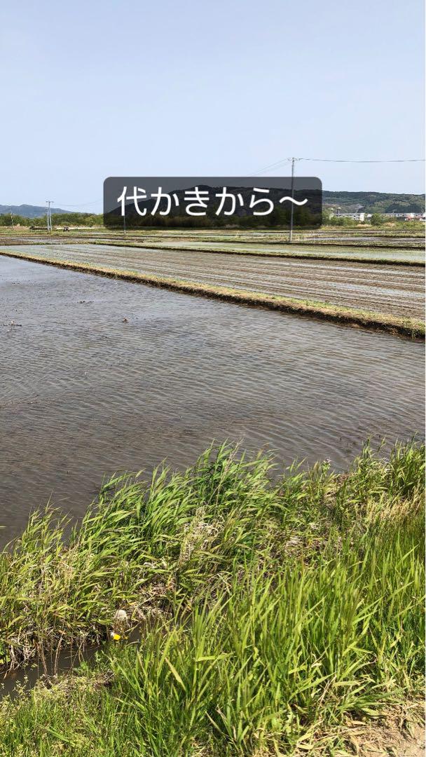 宮城県石巻産ササニシキ令和６年9月26日収穫
玄米30キロ送料無料