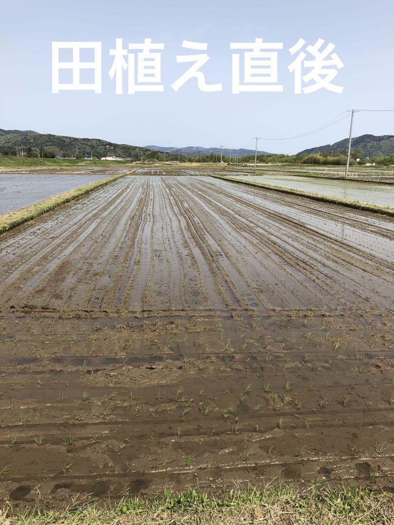 宮城県石巻産ササニシキ令和６年9月26日収穫
玄米30キロ送料無料