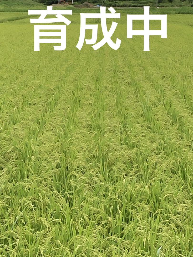 宮城県石巻産ササニシキ令和６年9月26日収穫
玄米30キロ送料無料