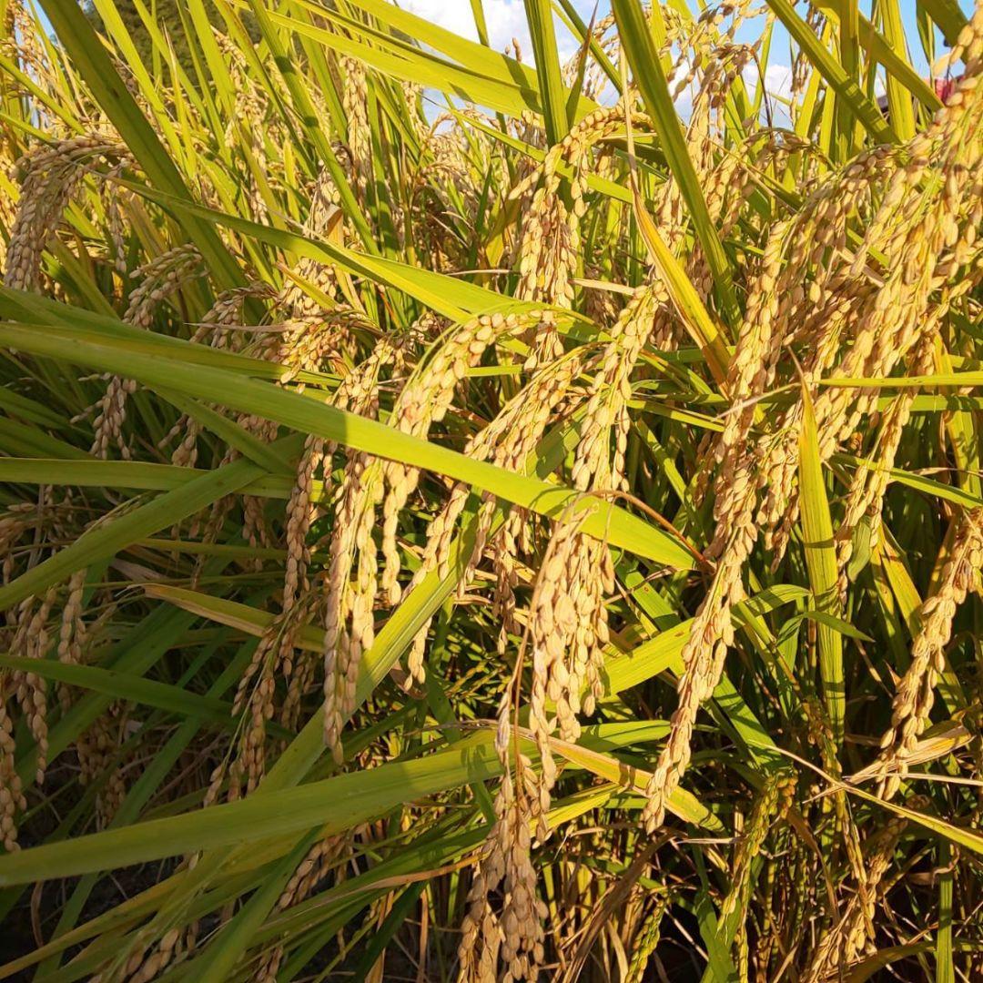 【綺麗な大粒揃い】農薬不使用 化学肥料不使用 ヒノヒカリ 玄米 20kg
