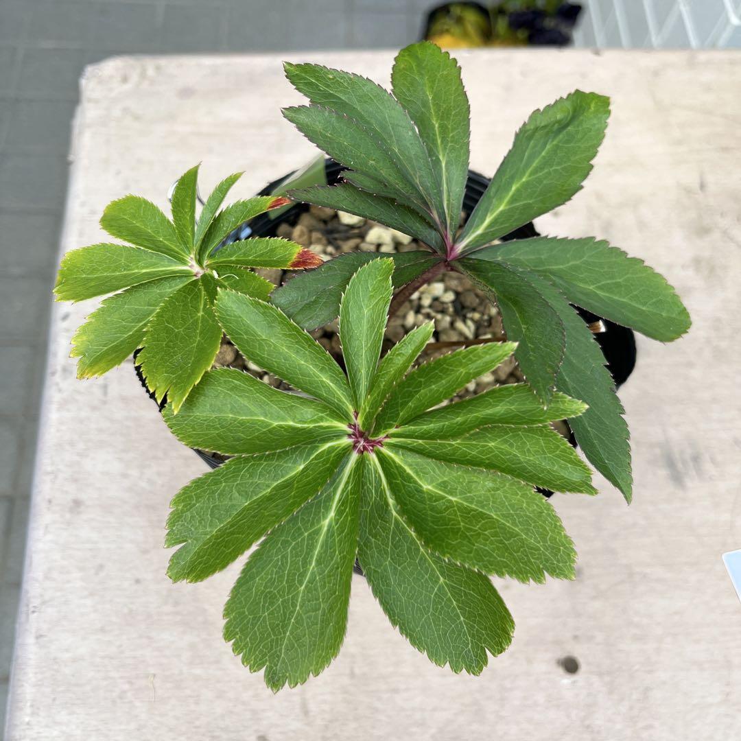 超透明感 蜃気楼