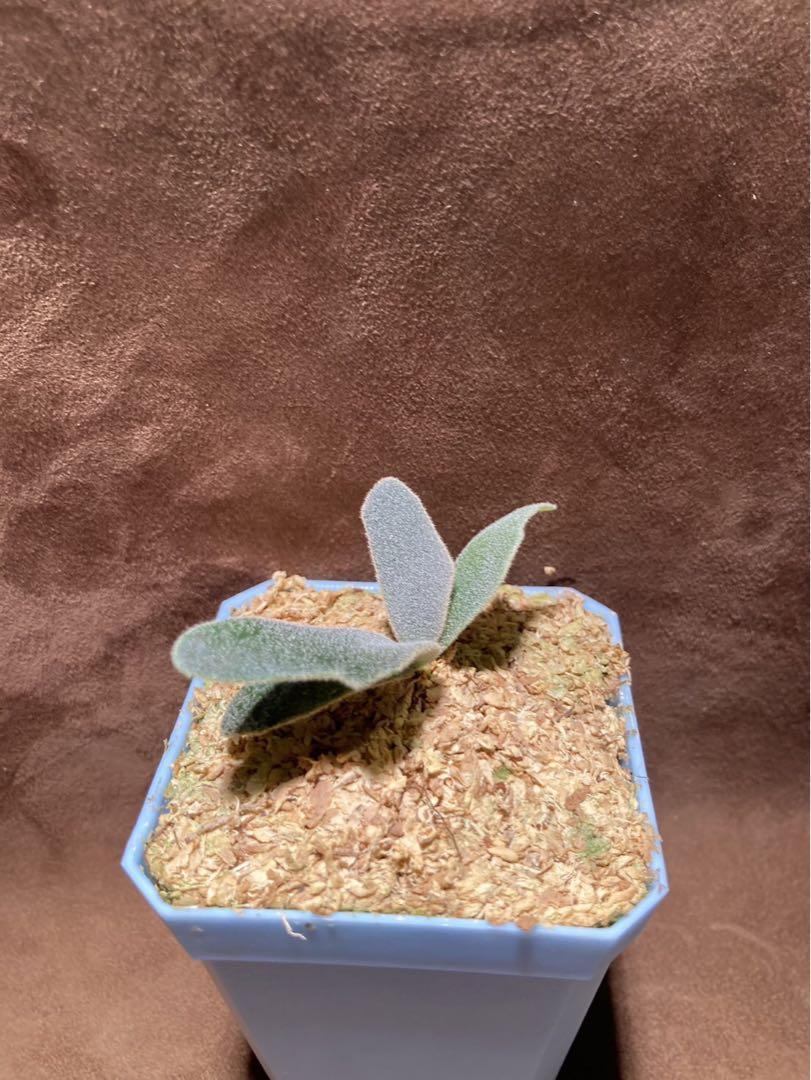 ビカクシダ ウィリンキー バクテリア スポア Bacteria spore ① ビカクシダ ウィリンキー バクテリア スポア Bacteria spore ①