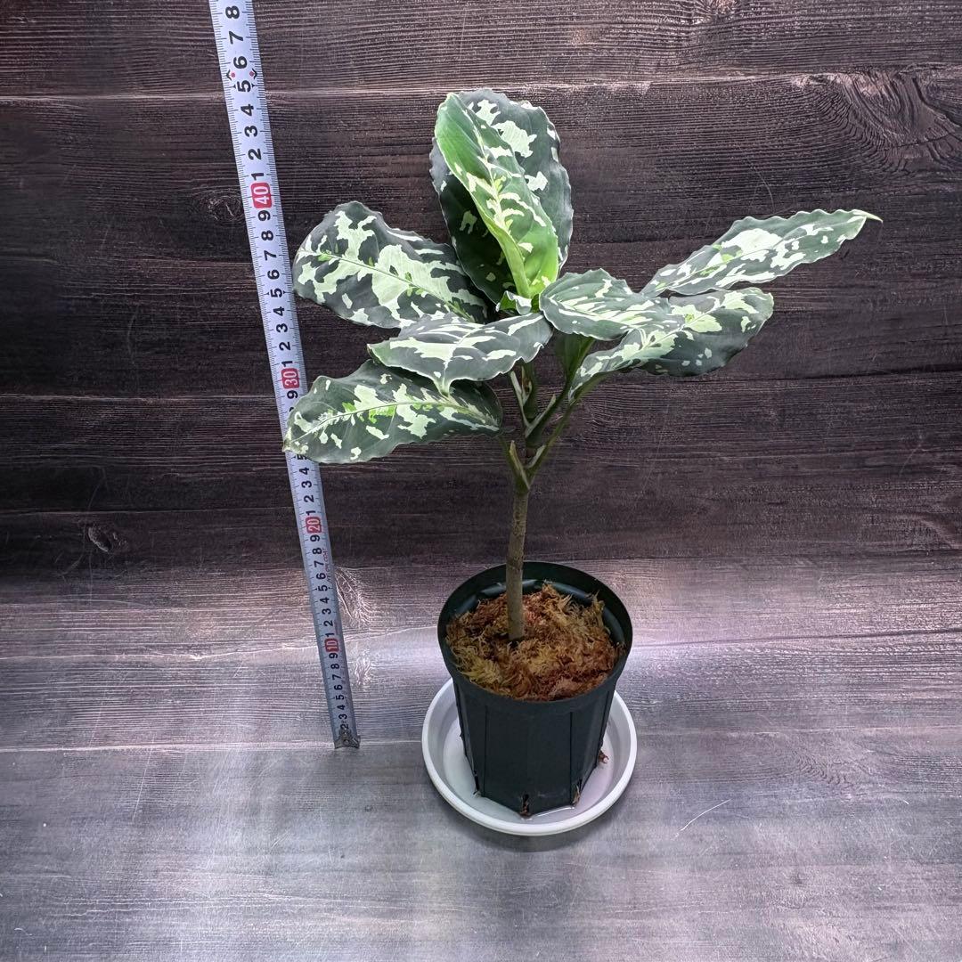 ピクタム新品、♥