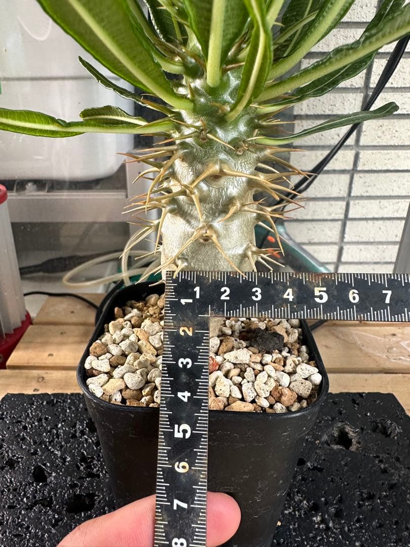 実生　アンボンゲンセ