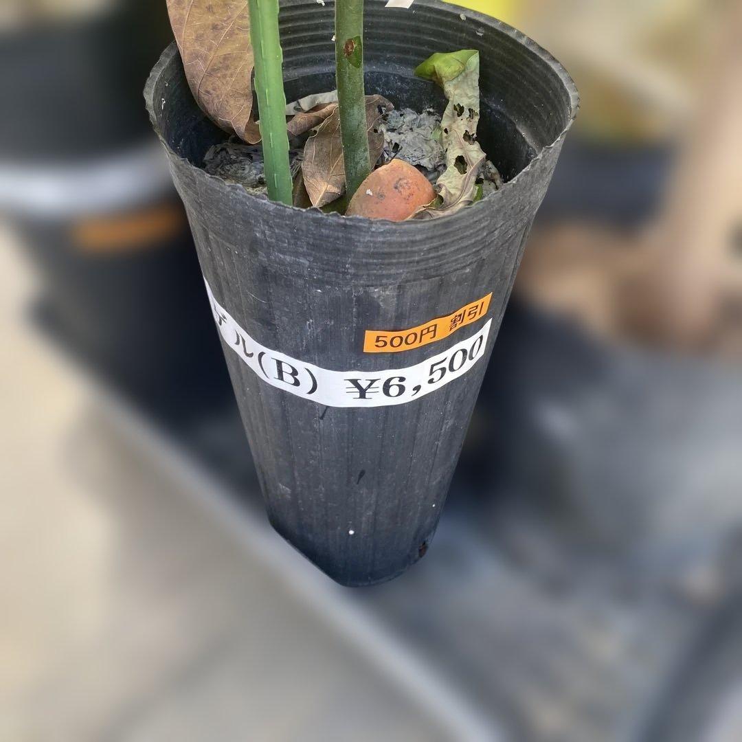 マンゴー苗木目立った傷や汚れなし