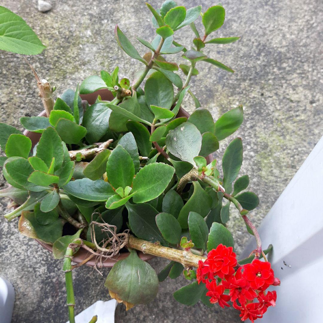 メルカリ カランコエ ミリオンスター 赤 多肉植物 鉢植え 花 サボテン 水挿し 室内 植物 観葉植物 300 中古や未使用のフリマ メルカリ カランコエ ミリオンスター 赤 多肉植物 鉢植え 花 サボテン 水挿し 室内 植物 観葉植物 300 中古や未使用のフリマ