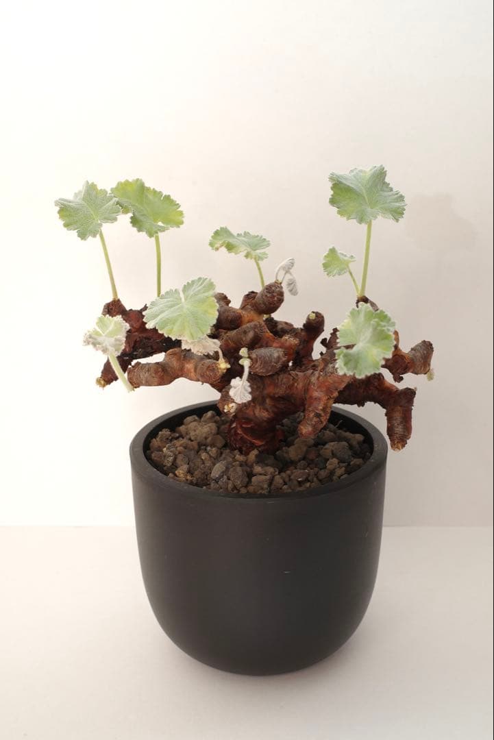 手乗り ペラルゴニウム ミラビレ 現地球 発根済目立った傷や汚れなし YUZUMIYA_COM