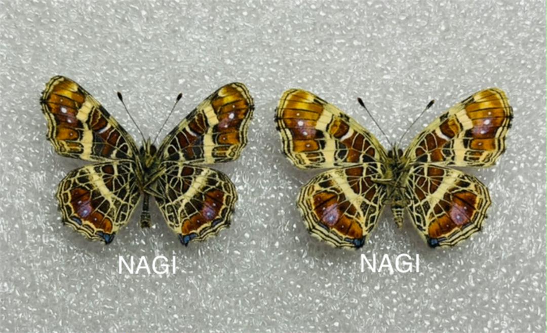 極美麗‼️サカハチチョウ ♂翅型異常個体 ♀オレンジ紋発達 蝶標本