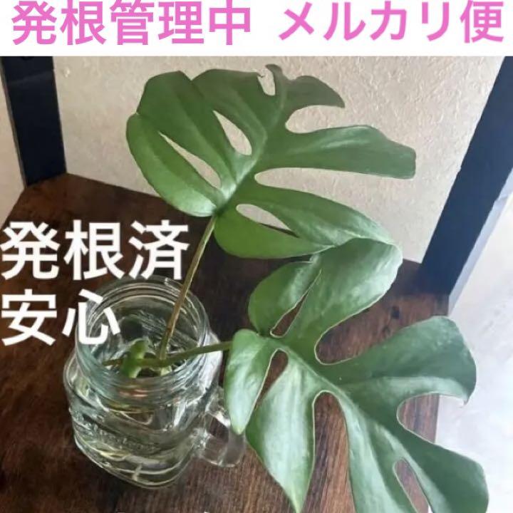 魅力的な 日本未入荷 Bヒメモンステラ 発根済カット苗✳️観葉植物 姫モンステラ ミニマ✳️ ポトス好きに ramenmozu.group ramenmozu.group