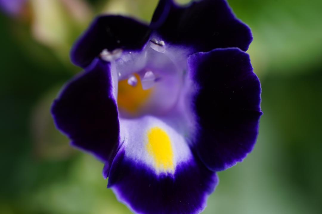 100mm F2.8