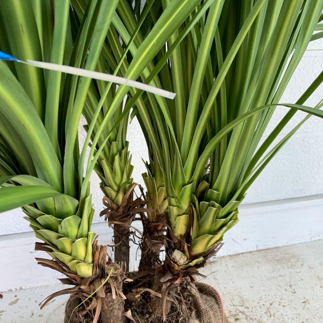 シンボルツリー