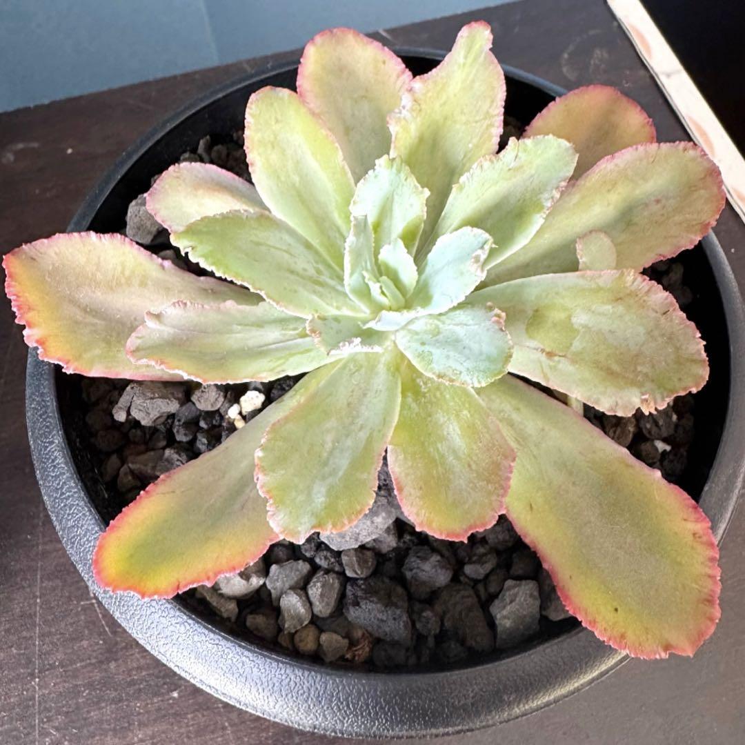 多肉植物　シャンテリー　Newミューテーション