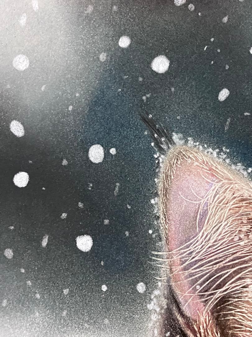 満天の雪 色鉛筆画 パステル - メルカリ