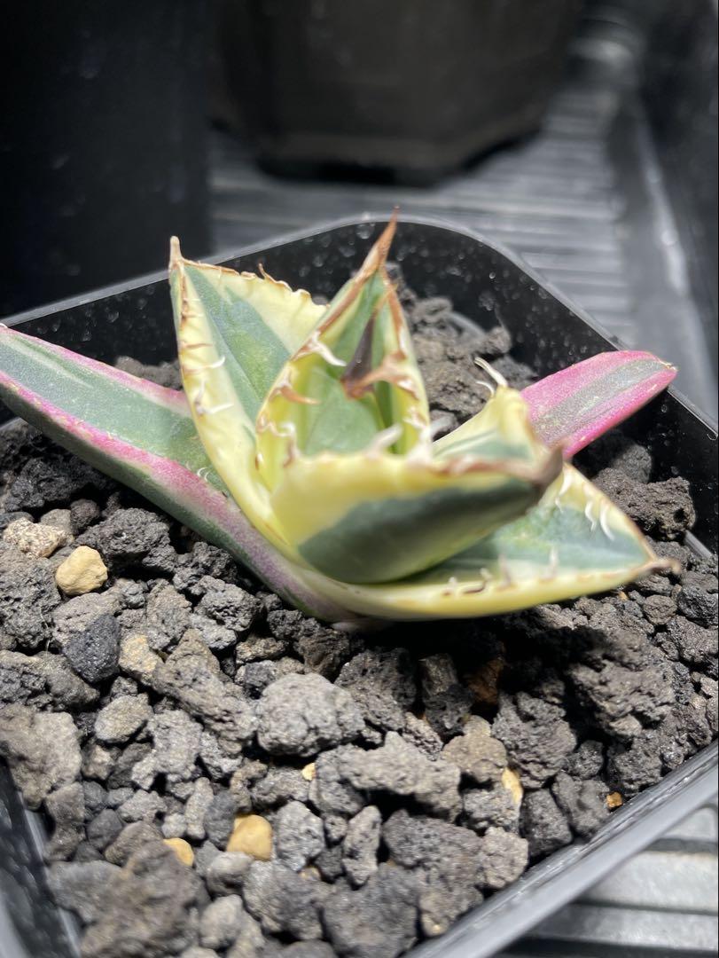 【斑入り】スナグルトゥース　鉢ごとメルカリ便発送 斑入り】スナグルトゥース 鉢ごとメルカリ便発送 - メルカリ