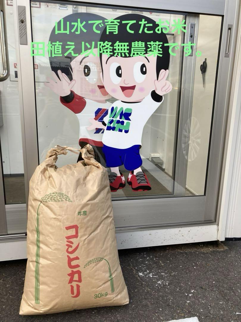 新米　岐阜県産　農家直送　令和5年度コシヒカリ 玄米　20キロ