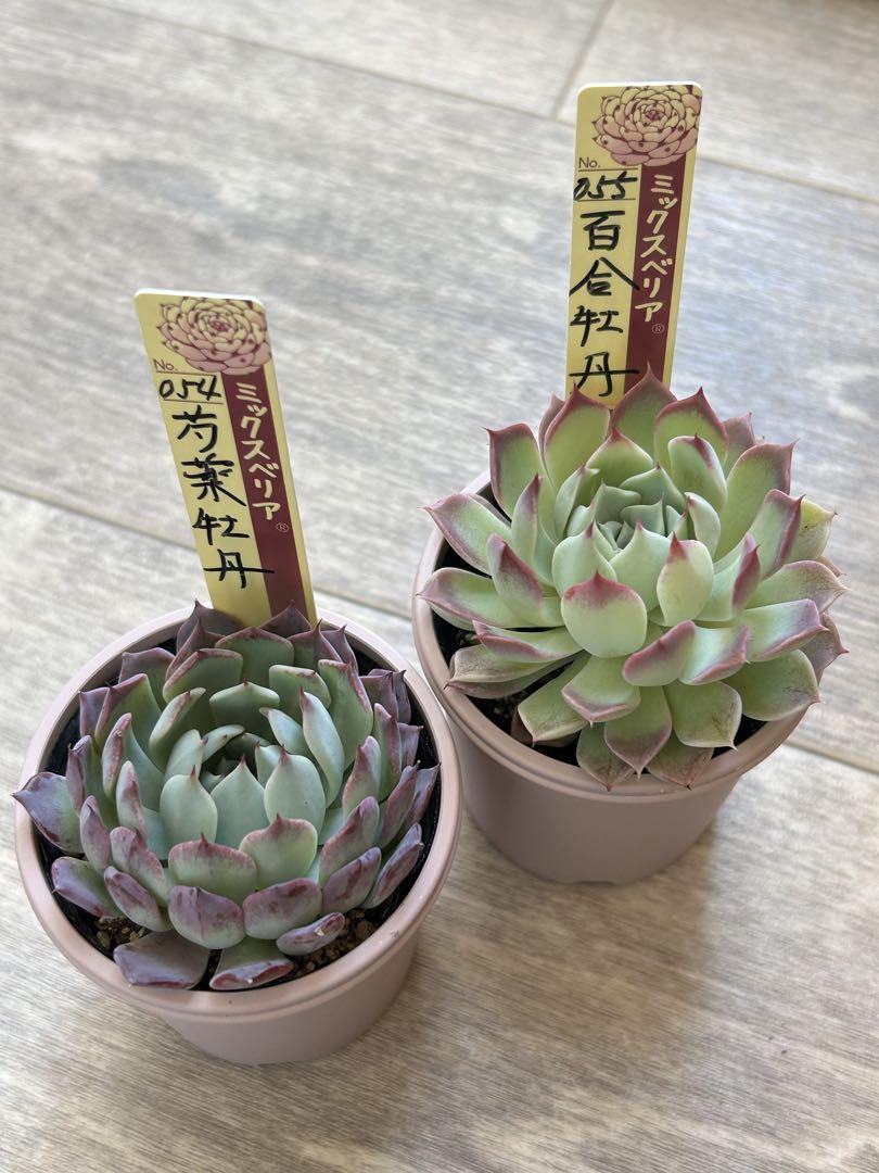 芍薬牡丹 百合牡丹 札つきです