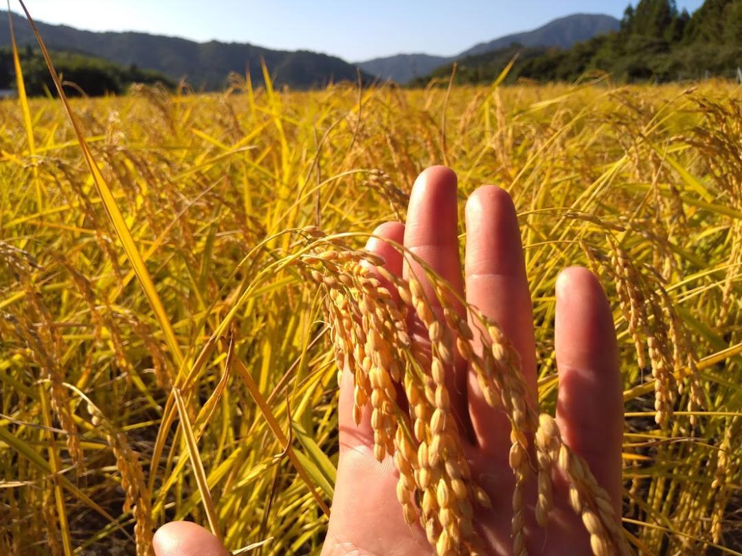新米コシヒカリ玄米約25kg 農薬不使用 玄米ご飯 白ご飯にどうぞ 新米コシヒカリ玄米約25kg 農薬不使用 玄米ご飯 白ご飯にどうぞ